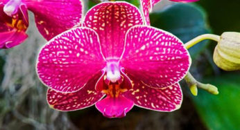 ALGOFLASH Engrais bâtonnets Orchidées, Action jusqu'à 3 mois, 20 bâtonnets,  ABATORC : : Jardin
