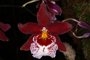 orchidée Vuylstekeara Cambria Plush