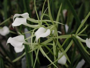 orchidée brassavola