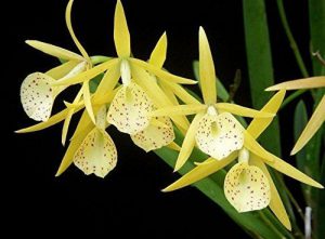 orchidée brassavola arrosage