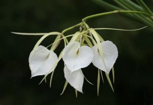 orchidée brassavola entretien