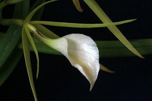 orchidée brassavola nodosa