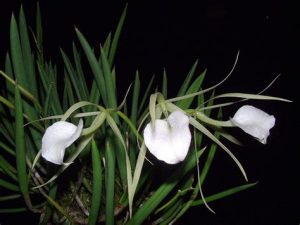orchidée brassavola rempotage
