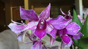 orchidée dendrobium entretien