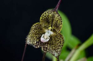 orchidée dracula