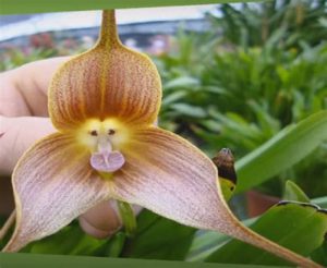 orchidée dracula simia