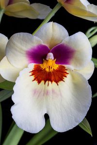 orchidée miltonia entretien