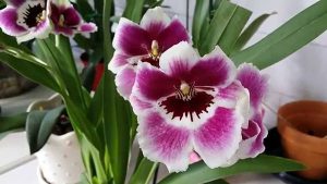 orchidée miltonia floraison