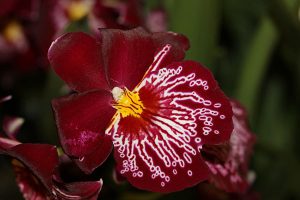 orchidée miltonia rempotage