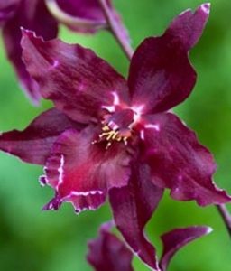 orchidée odontoglossum arrosage