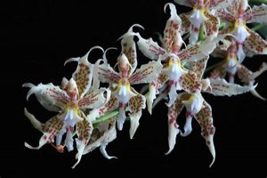 orchidée odontoglossum rempotage