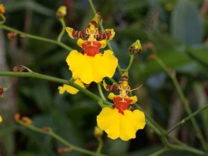 orchidée oncidium arrosage