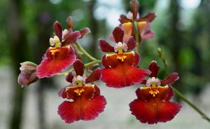 orchidée oncidium floraison