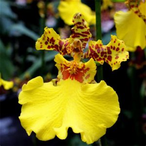 orchidée oncidium jaune