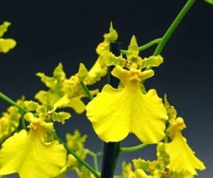 orchidée oncidium rempotage