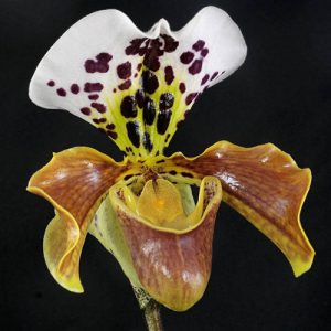 orchidée paphiopedilum arrosage