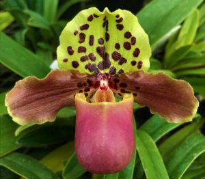 orchidée paphiopedilum floraison
