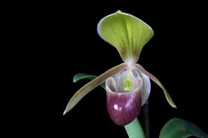 orchidée paphiopedilum rempotage