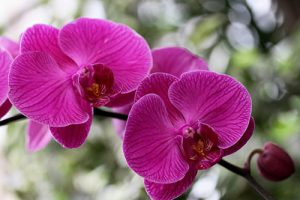 orchidée phalaenopsis arrosage