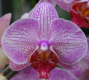 orchidée phalaenopsis entretien