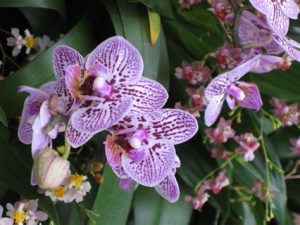 orchidée phalaenopsis suspendue
