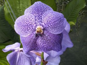 orchidée vanda arrosage