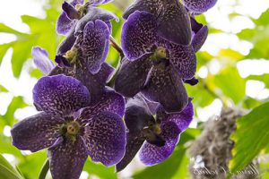 orchidée vanda floraison
