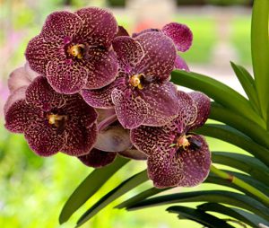 orchidée vanda rempotage