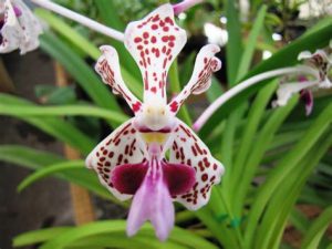 orchidée vanda tricolore