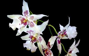 photo orchidée odontoglossum