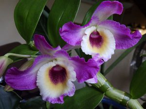 refleurir orchidée dendrobium