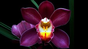 rempotage de l’orchidée cymbidium