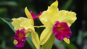 rempotage orchidée cattleya