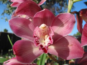 s'occuper de l'orchidée cymbidium